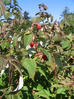 Raspberries